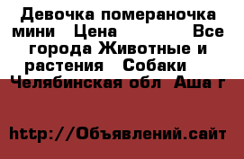 Девочка помераночка мини › Цена ­ 50 000 - Все города Животные и растения » Собаки   . Челябинская обл.,Аша г.